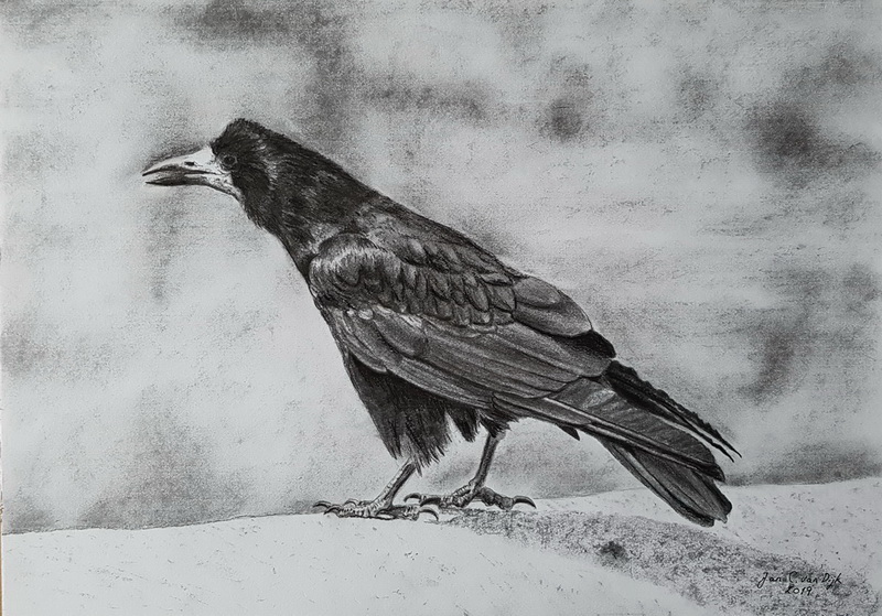 Råge